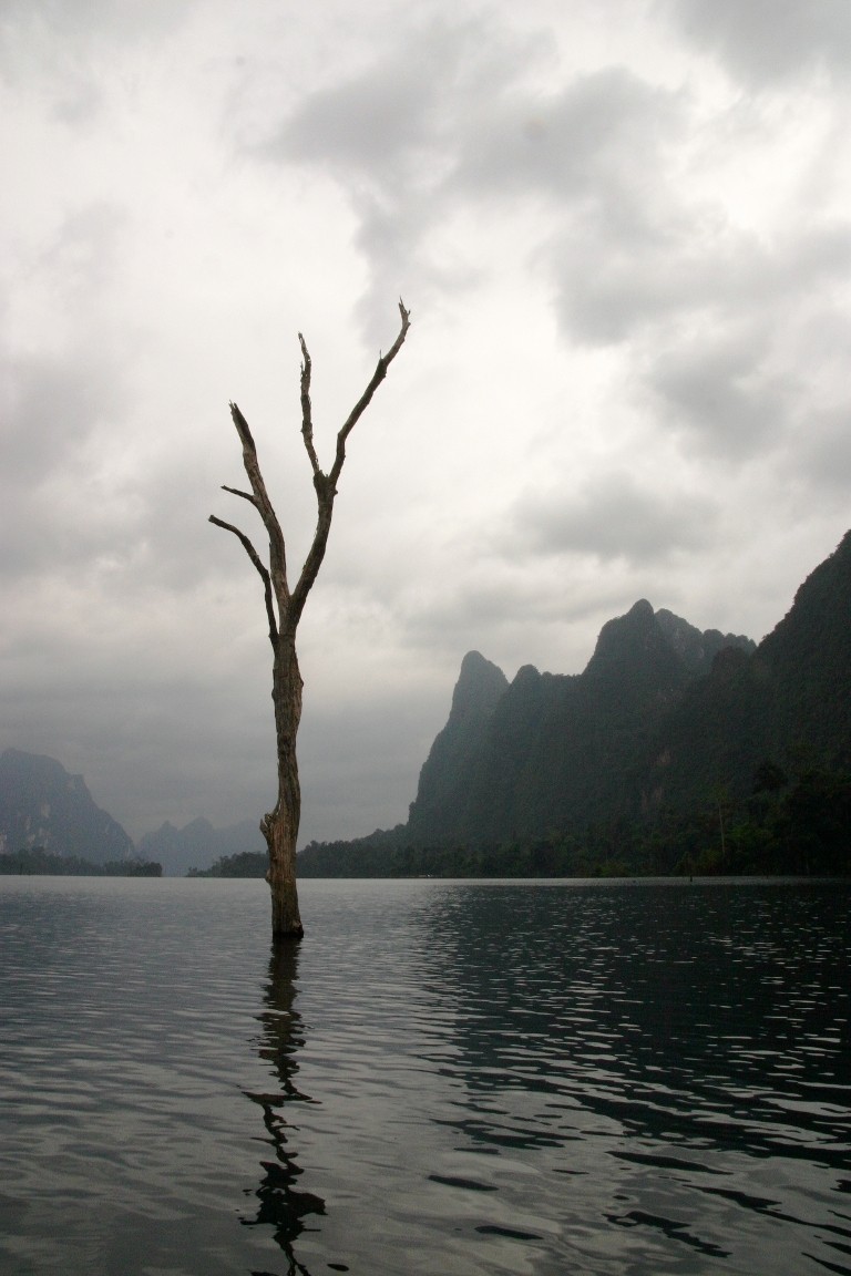Dead Tree, Cheow Lan Lake, Khao Sok National Park